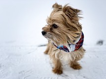small dog in snow 