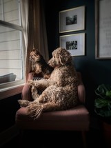 dogs looking out a window 
