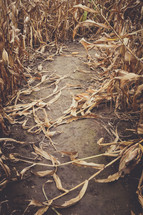brown corn field 