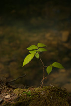 a sapling on the forest floor 