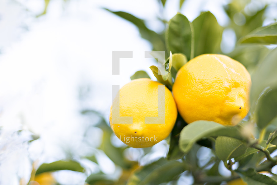 lemons in a tree