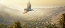 A White dove flying over the land of Israel