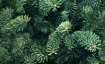 Christmas tree green douglas fir texture background