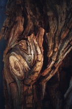 aged wood log 