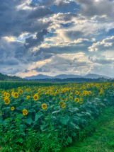 sunflowers in a mountain field 