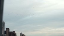flock of birds flying over a city 