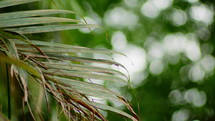 Tropical Palm Tree Foliage Getting Dried During Summer. Selective Focus Shot
