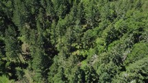 drone over a summer forest 