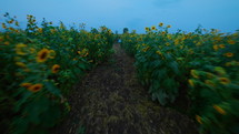 Model dancing in sunflower field (FPV Drone)
