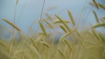 Sharp foreground of wheat ears with a gradient to a defocused background of more wheat