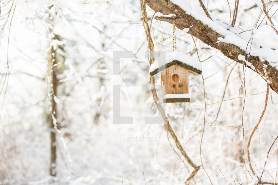 Bird house hanging from tree branch in winter