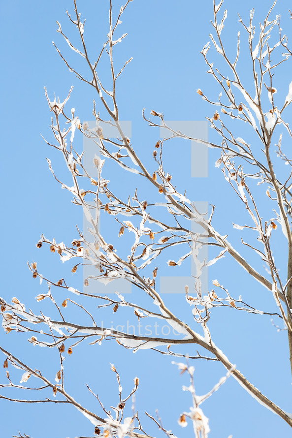 Snowy branches up against clear blue sky (vertical)