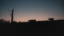 Silhouette Of Texas Longhorn Cows At Sunset