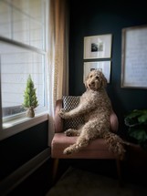 a dog in an armchair 