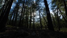 Dolly timelapse of clouds and the sun filtering through trees