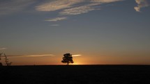 The sun rising behind a lone tree
