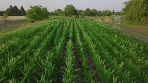 Slow drone flight forward over a lush corn field on a low altitude