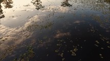 duckweed on lake Bistineau 