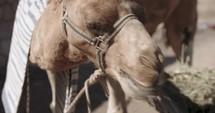A camel eats hay from an ancient trough.