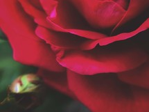 red rose petals 