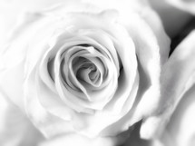 center of a white rose 