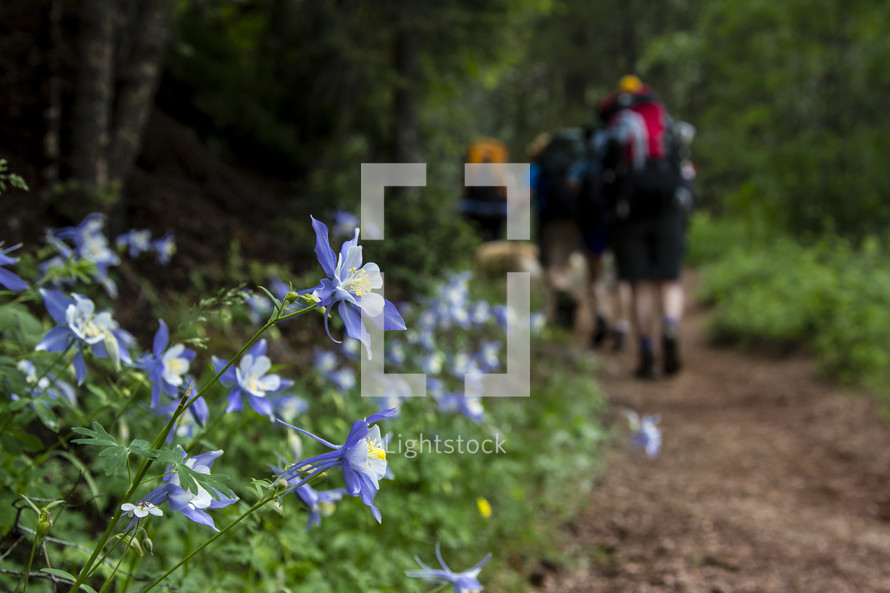 Hikers walking along a trail lined with purple flowers.