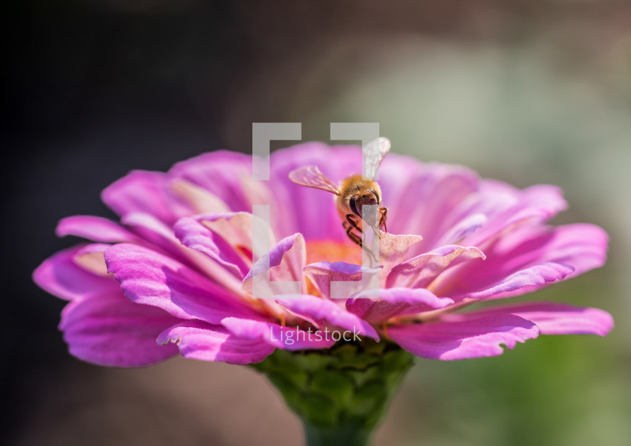 bee on a pink flower 