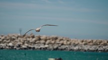 Seagulls Flying Over The Blue Sea In Cabo, Baja California Sur, Mexico. - closeup shot