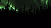 Silhouetted forest revealed glowing sky with swirling lights of Aurora Borealis