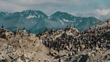 Colony Of Cormorants Nesting In Beagle Channel, Ushuaia, Tierra del Fuego, Argentina - Drone Shot	