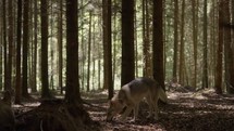 Wolfhound in forest