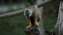 Squirrel Monkey Sitting On A Tree Stump - close up	