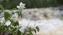 flowers against the rapids 