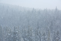 snow covered trees on a hillside - blizzard