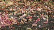 Autumn leaves lying on the grass in a mix of sun and shade