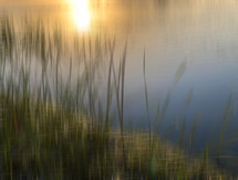 Pond grasses at sunset with abstract effect