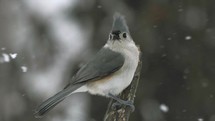 Small Songbird In Snowy Nature Snow Titmouse Bird Flying