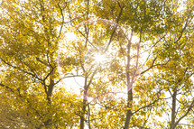 Sun shining through aspen trees.
