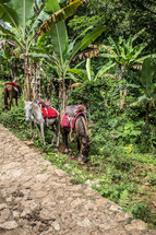 horses grazing in the jungle 