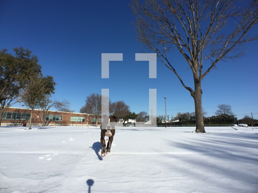 dog running in snow 