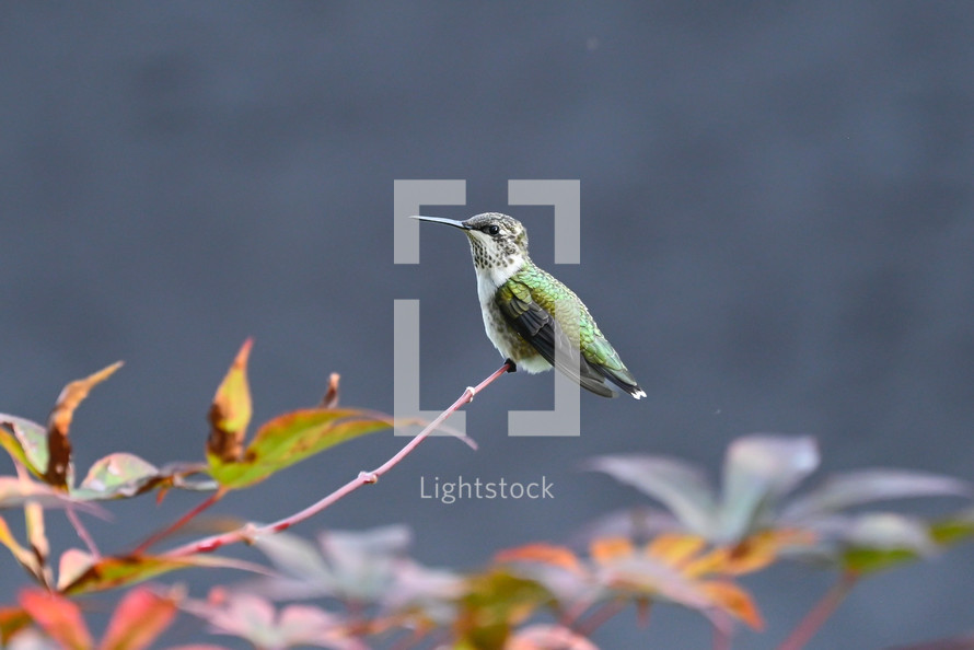 hummingbird on a branch 