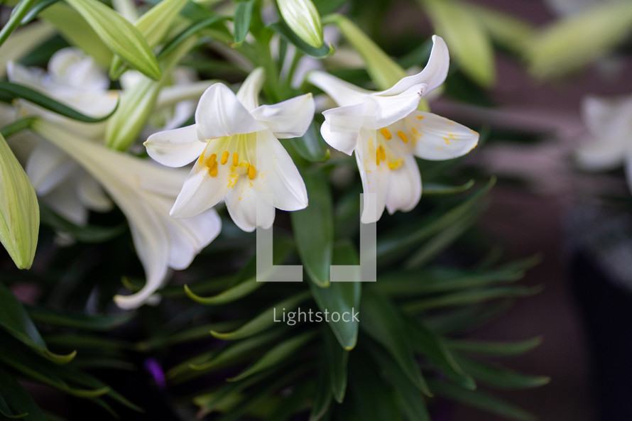 Easter Lillies 