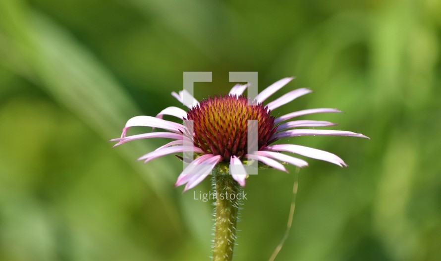 A close up of a cone flower completely opened
