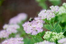 bee on fluffy purple flowers 