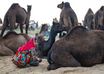 a woman sitting with camels in India 