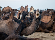 camels in Pushkar India 