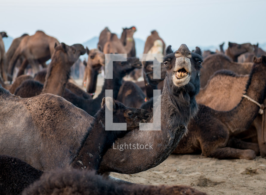 camels in Pushkar India 
