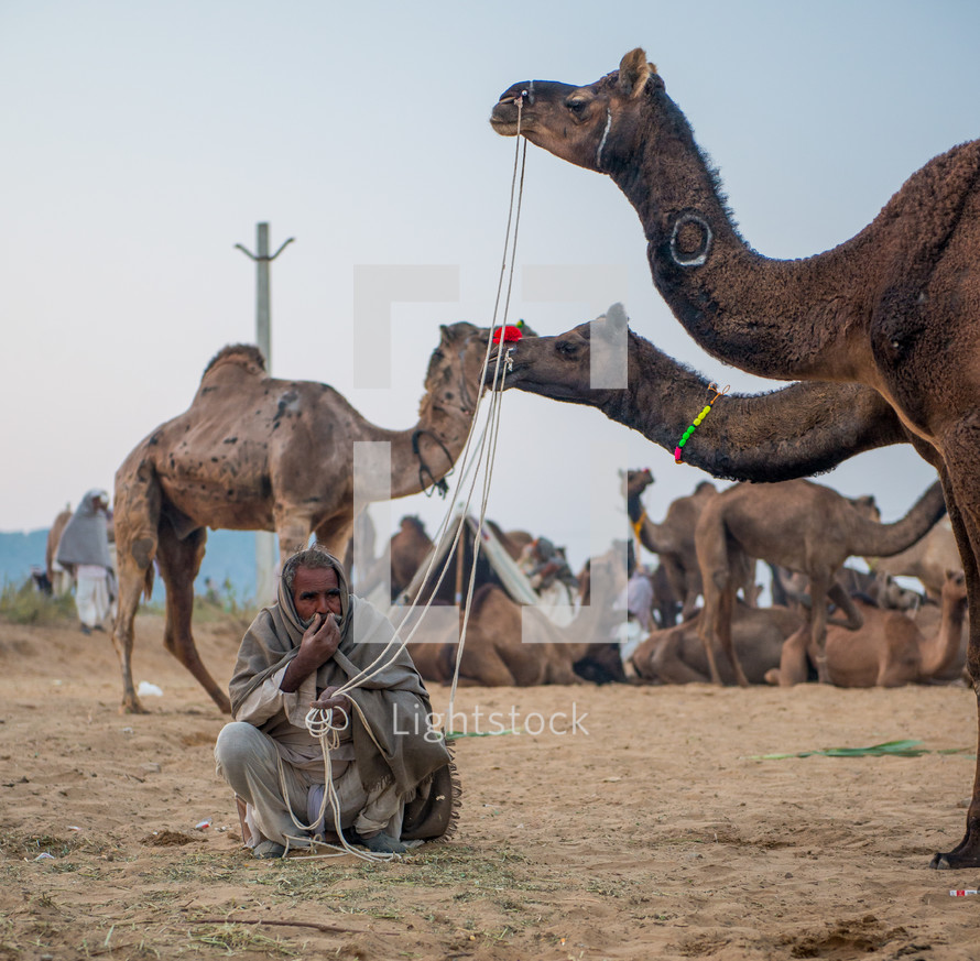 camels in India 