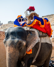 a man on an elephant in India 