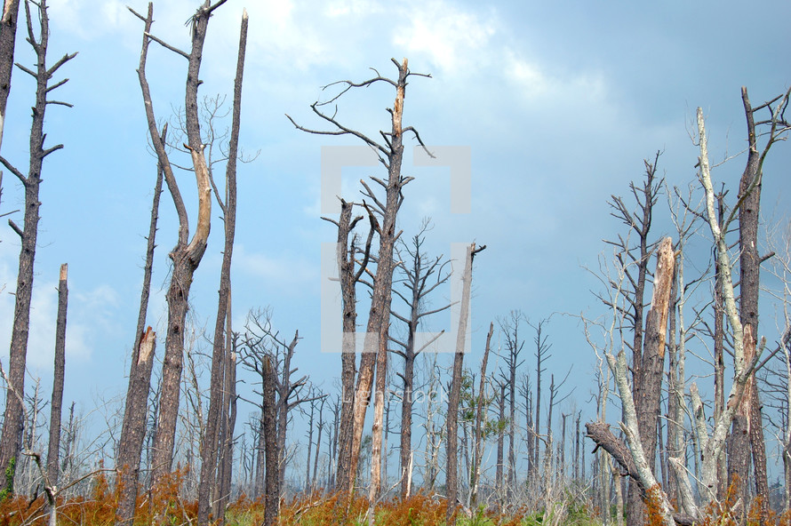 Katrina destruction broken trees 